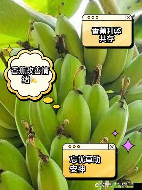 香蕉与忘忧草对焦虑影响：缓解焦虑之道