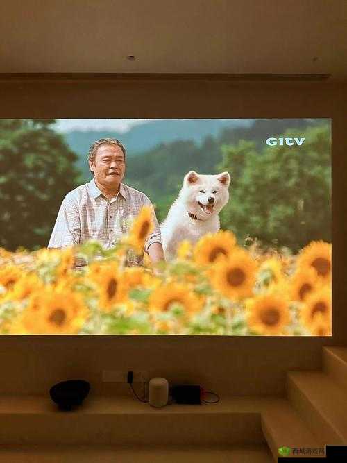 蘑菇视频深夜释放自我，畅享独特观影体验